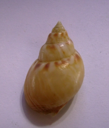 Nassarius mutabilis